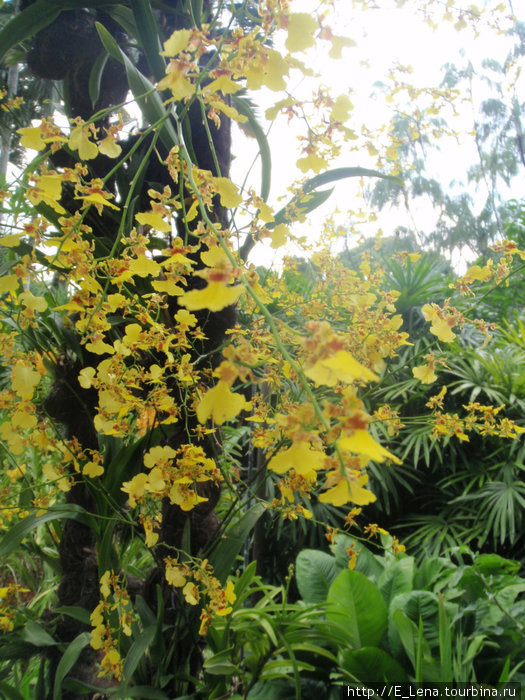Национальный парк орхидей Сингапур (город-государство)