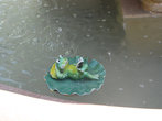 Фонтан Классический, а в нем — на листке кувшинки плавает забавный лягушонок, занятый чтением книги.