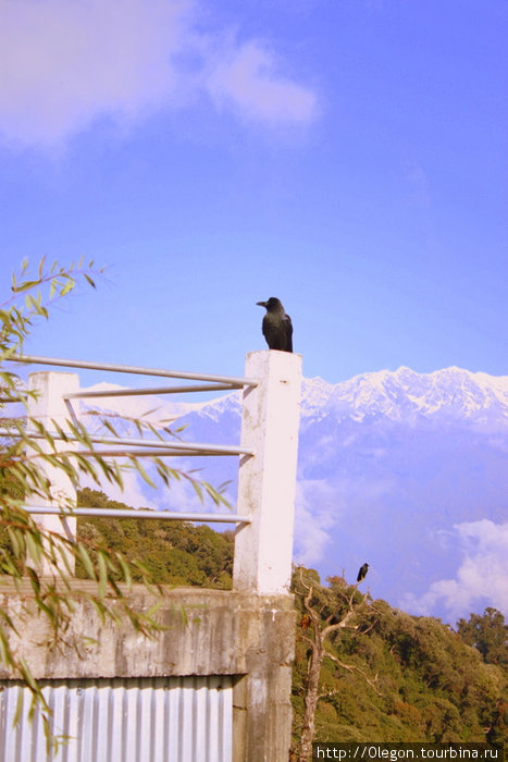 Ворон, который каждый день любуется снежными вершинами Зона Гандаки, Непал
