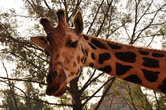 Зоопарк тоже неподалеку от ансамбля площади Героев и проспекта Андраши. Отважимся рекомендовать его самым серьезным и деловитым: встречи неожиданны, общение — душевное. Любопытные жирафы рады гостям.