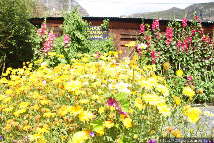 Цветущие огороды деревни Мананг, Непал