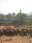 Слоновий питомник под Канди