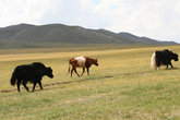 Крупный рогатый скот встречается разный. Например, яки.