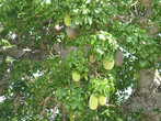 плоды баобаба