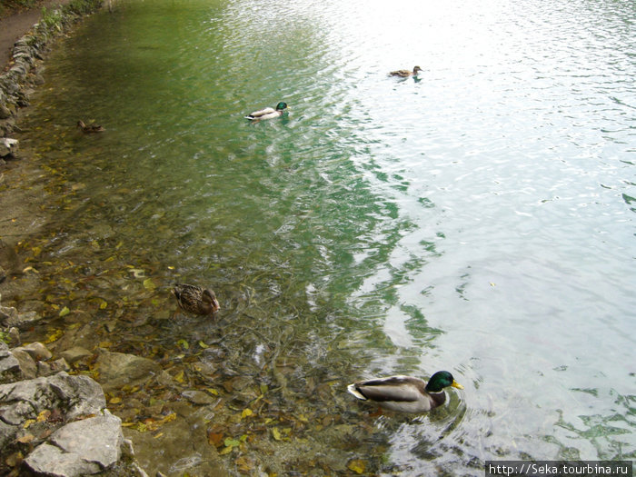 Утки, завидев вас, моментально приплывут в надежде что вы их чем-нибудь покормите Национальный парк Плитвицкие озёра, Хорватия