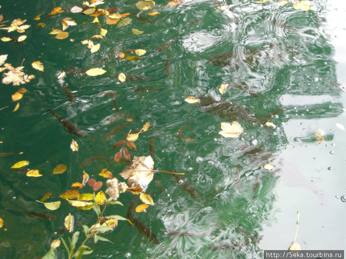 Здесь множество рыбы, которая так и ждет когда вы бросите хлебушка Национальный парк Плитвицкие озёра, Хорватия