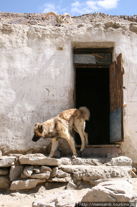 Памирская собака. Снаружи Горно-Бадахшанская область, Таджикистан