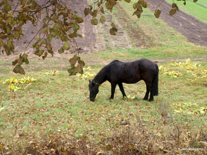 Лошадка на поле Швендубре, Литва