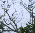 Приглядись и увидишь- на дереве сидят два диких павлина