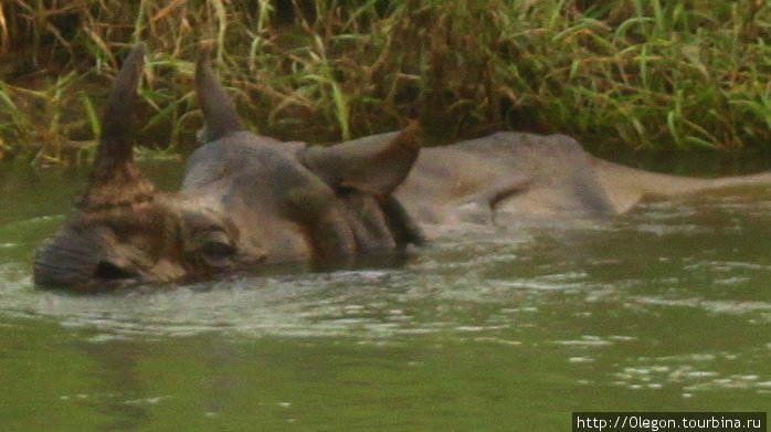 По вечерам носороги купаются в этой реке Зона Нараяни, Непал