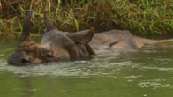 По вечерам носороги купаются в этой реке
