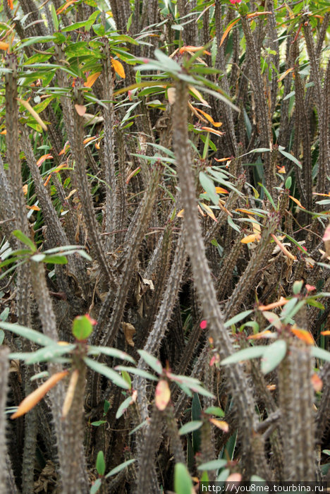 кактусы и колючки Найроби, Кения