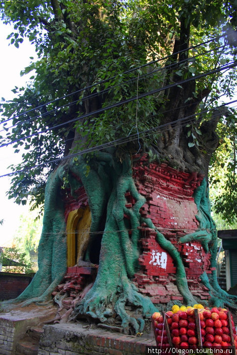 Священное дерево Бхактапур, Непал