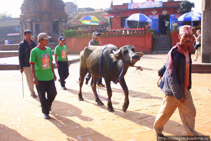 Буфало ведут к богине Дурги Бхактапур, Непал