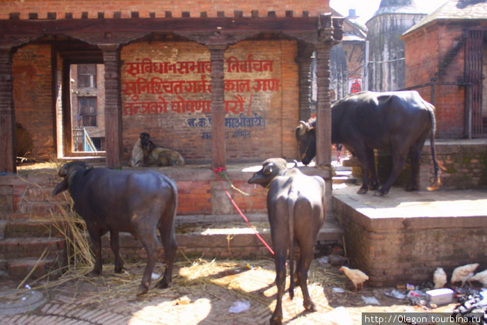 В ожидании завершения праздника Бхактапур, Непал