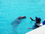 Дельфинарий на Каймановых островах.