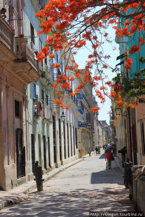 Цветы- украшение улочек Гавана, Куба