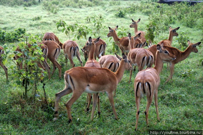 самки импалы Озеро Накуру Национальный Парк, Кения