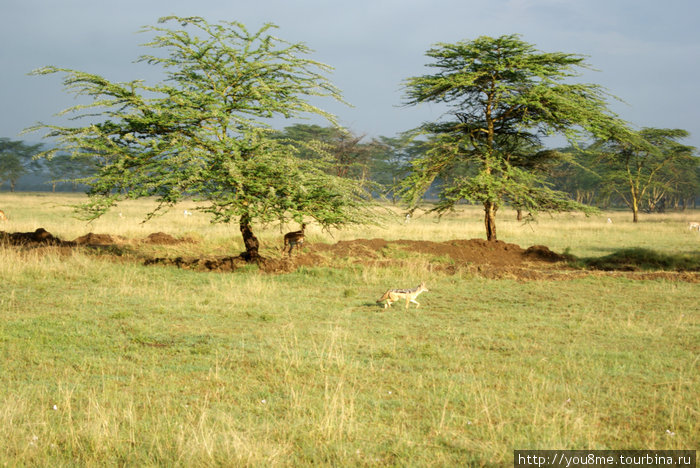 шакал чапрачный Озеро Накуру Национальный Парк, Кения