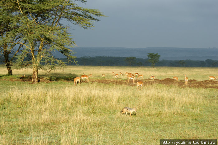 шакал на взрослых антилоп нападать не будет, но, детеныша украсть может Озеро Накуру Национальный Парк, Кения