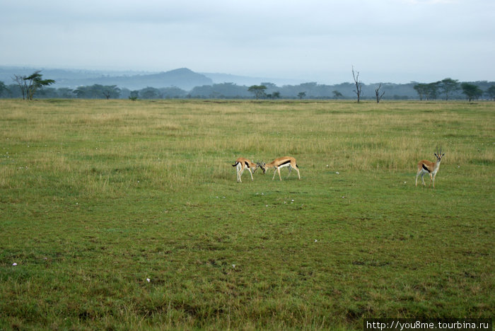 газели Томсона Озеро Накуру Национальный Парк, Кения