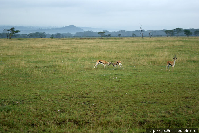 газели Томсона пасутся на участках с самой низкой травой Озеро Накуру Национальный Парк, Кения