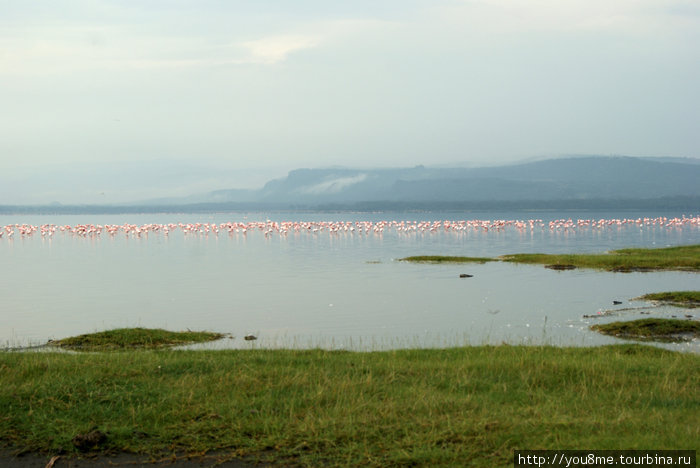 Lake Nakuru Национальный Парк - озеро