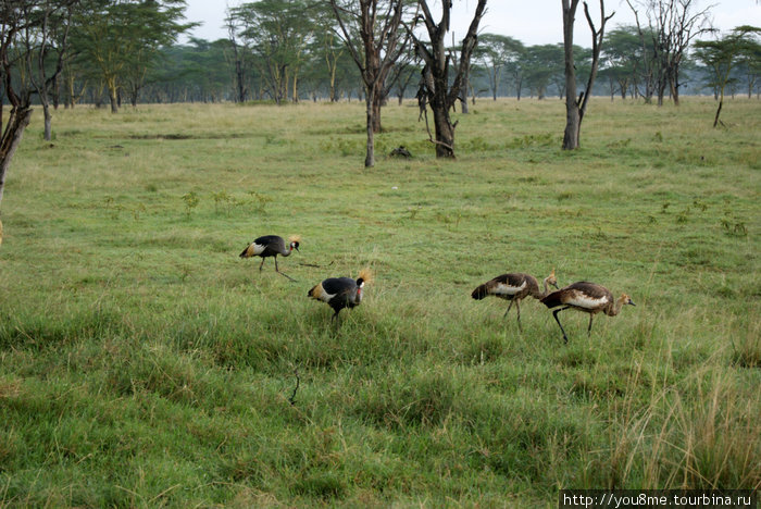 венценосные журавли Озеро Накуру Национальный Парк, Кения