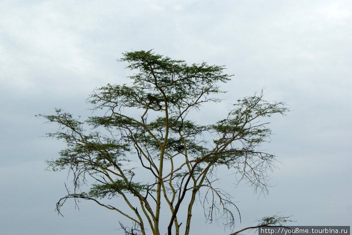 Lake Nakuru Национальный Парк - озеро Озеро Накуру Национальный Парк, Кения