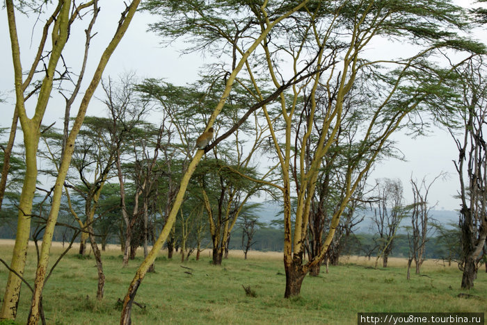 зеленая мартышка — верветка Озеро Накуру Национальный Парк, Кения
