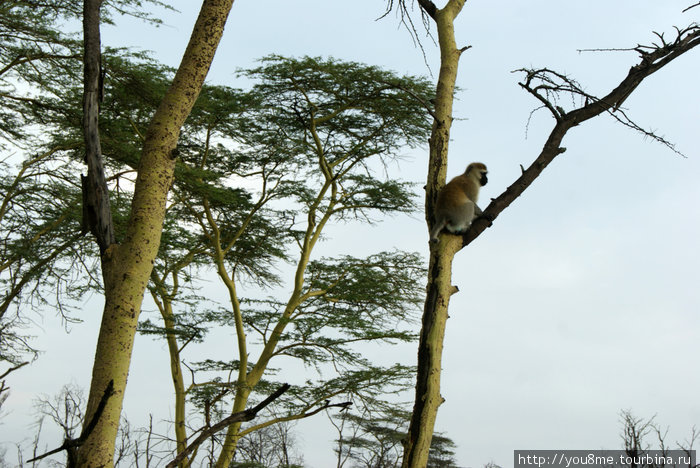 зеленая мартышка Озеро Накуру Национальный Парк, Кения