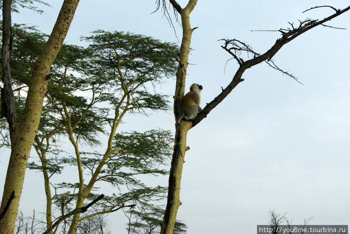 в задумчивости Озеро Накуру Национальный Парк, Кения