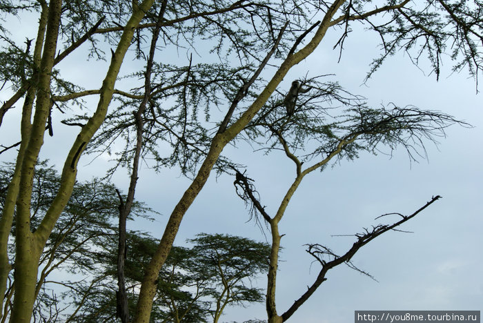 Lake Nakuru Национальный Парк - озеро Озеро Накуру Национальный Парк, Кения