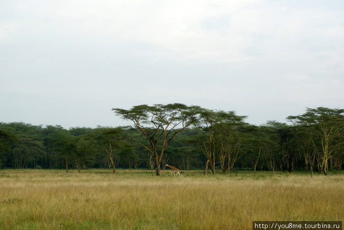 жираф Озеро Накуру Национальный Парк, Кения