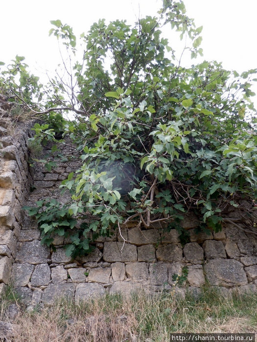 Инжир на стене Шемахы, Азербайджан