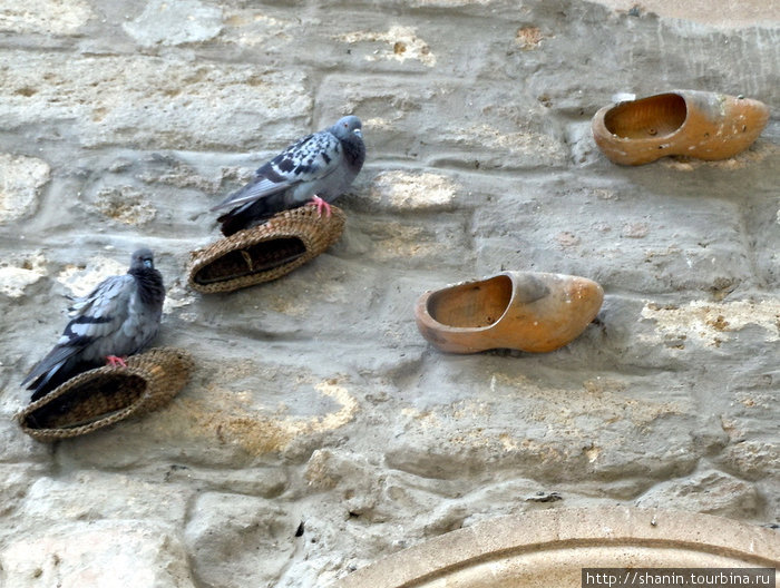 Обувь и голуби Баку, Азербайджан