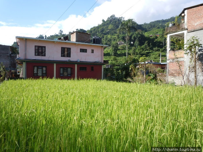 Рисовое поле Бесисахар, Непал