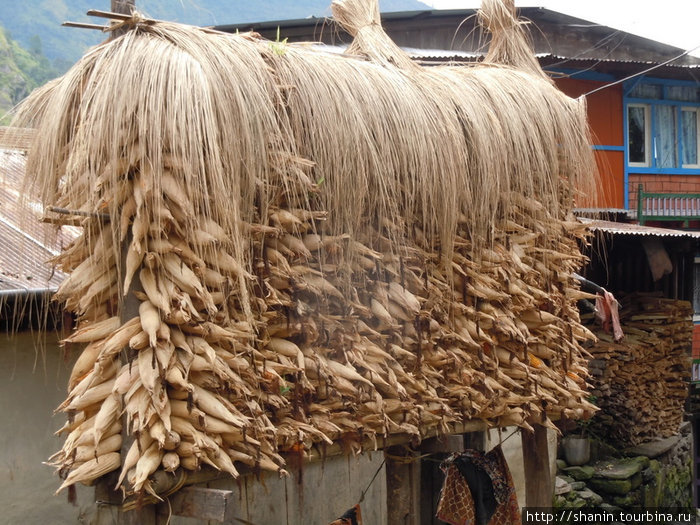Сушеная кукуруза Бесисахар, Непал