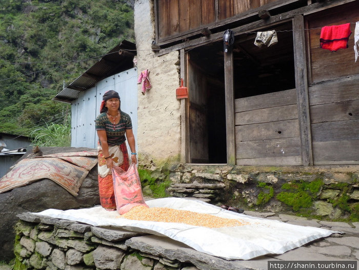 Сушка кукурузы Бесисахар, Непал
