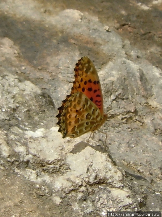 Бабочка Бесисахар, Непал