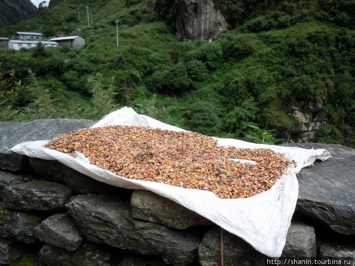 Сушеные семена лука Бесисахар, Непал