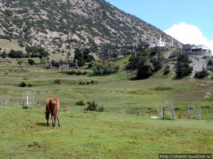Конь пасется на лугу Мананг, Непал