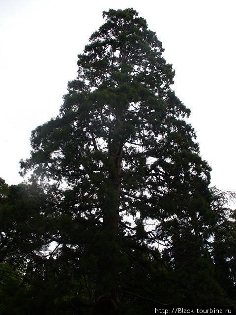 Мамонтовое дерево Никита, Россия