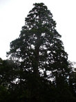 Мамонтовое дерево