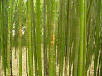 Бамбуки