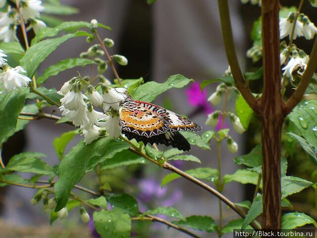 В саду бабочек. Красная узорчатокрылка Никита, Россия