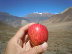 Яблоко в Мустанге
