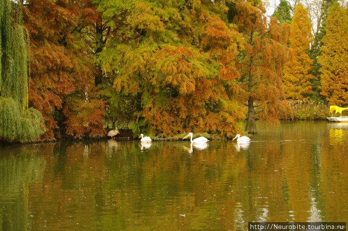 Парк Луизы в Манхайме и розовые пеликаны... Мангейм, Германия
