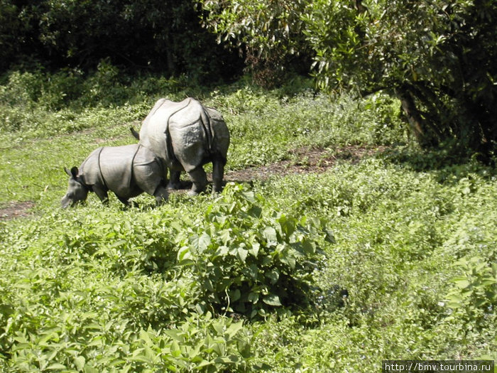 Носороги. Покхара, Непал