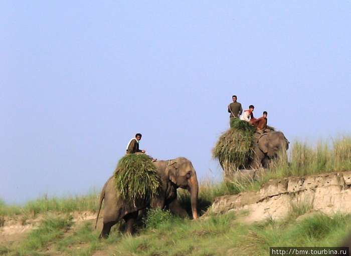Слоны — труженники. Покхара, Непал